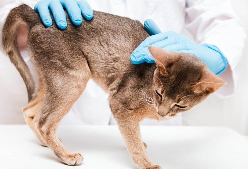 Hookworms in Cats: Vet Reviewed Causes, Signs & Care