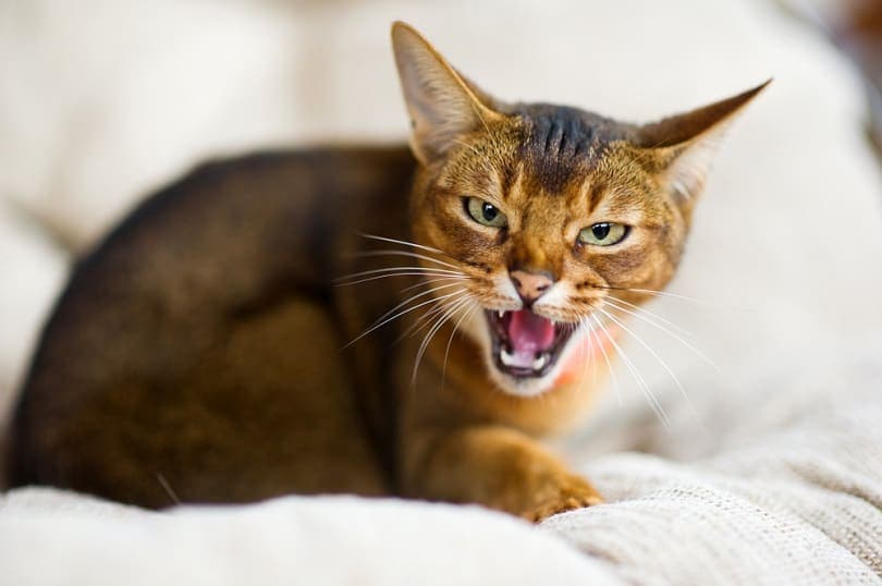 Do Steroids Make Cats Aggressive? (Vet Answer)