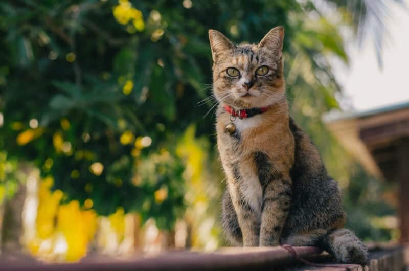 How To Open a Breakaway Cat Collar in 4 Simple Steps