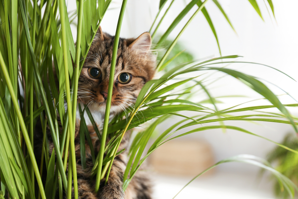 Adorable-cat-near-houseplant-on-floor-at-home