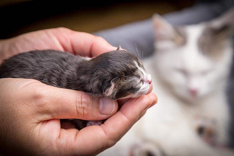 Will a Mother Cat Abandon Her Kittens if I Touch Them? Vet-Reviewed Facts