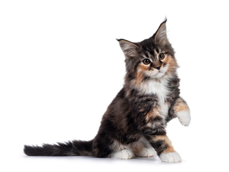Adorable tortie Maine Coon kitten