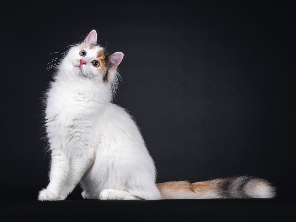Adorable young Turkish Van cat sitting side ways