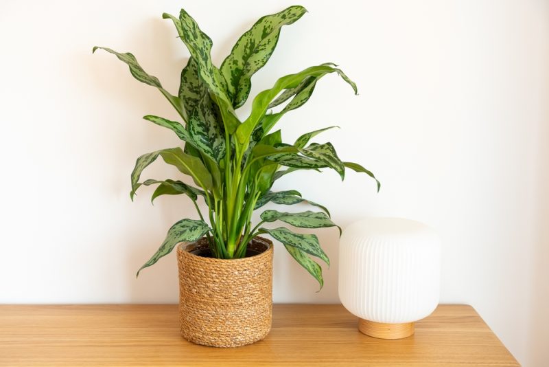 Aglaonema-Chinese-Evergreen-Emerald