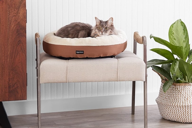 8 Best Cat Beds in Canada in 2026 - Reviews & Top Picks