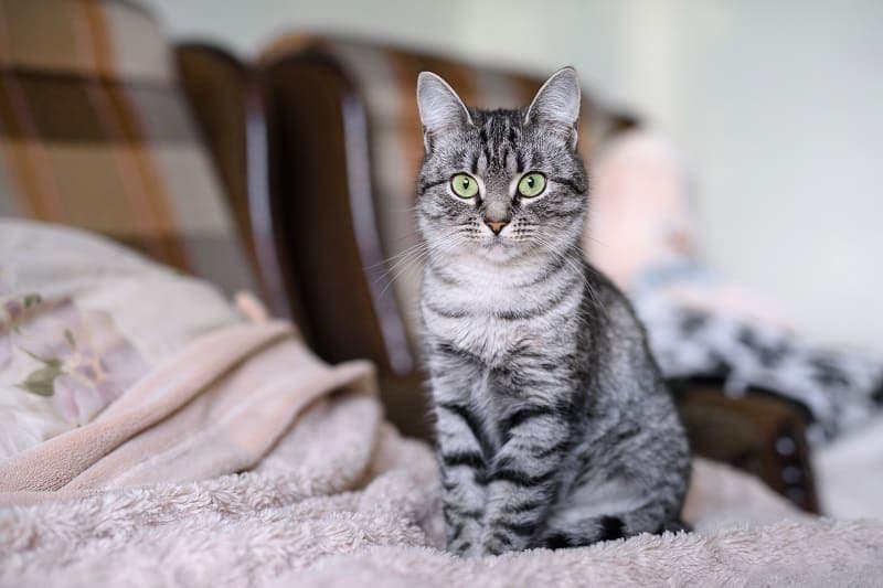 Are American Shorthair Cats Hypoallergenic? Vet-Reviewed Facts & Allergy Precautions