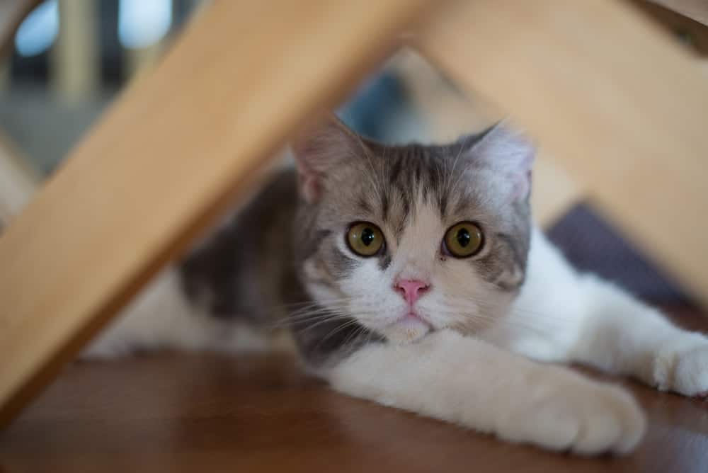 Cat Quality of Life Scale: Making End-of-Life Decisions (Vet Answer)