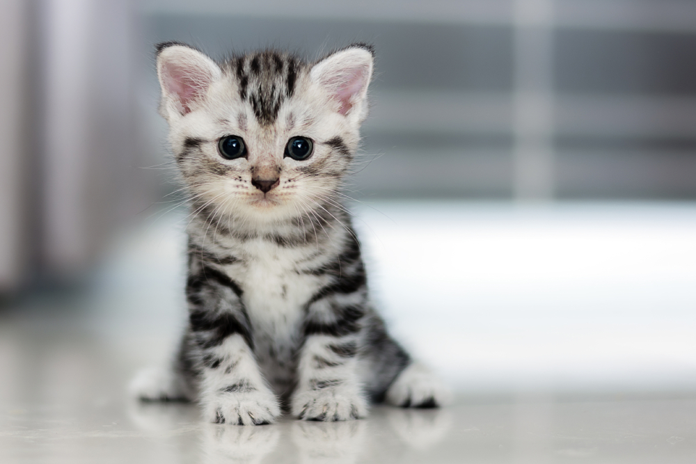 Swimmer Syndrome in Cats: Our Vet Explains Causes, Signs & Treatments