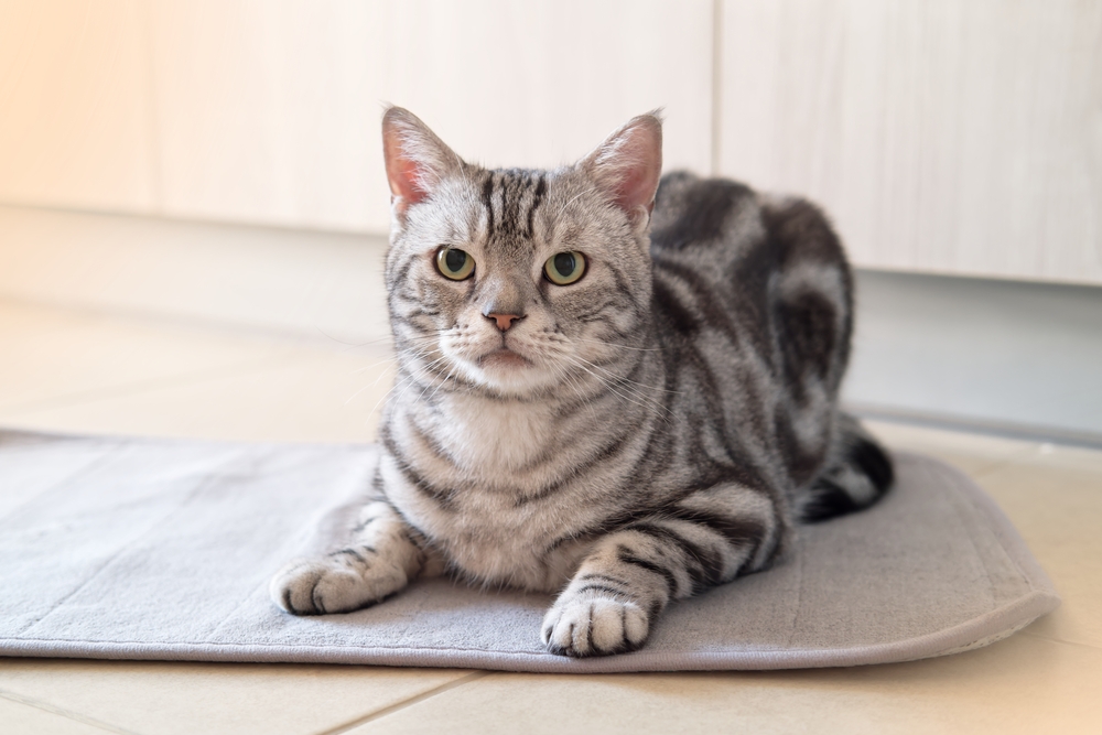 15 Shorthaired Cat Breeds (With Info & Pictures)