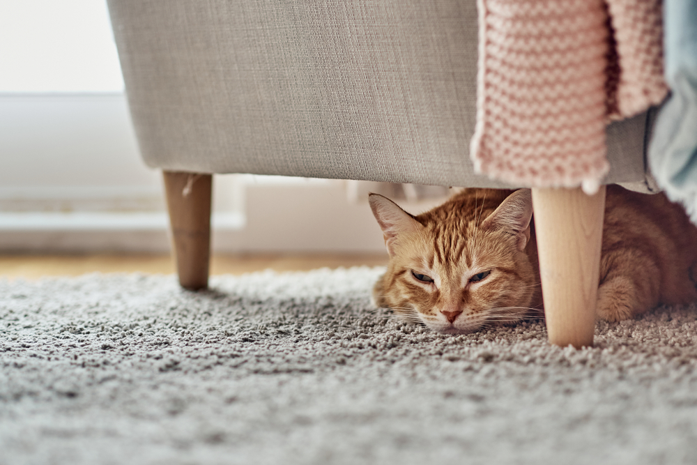 sad orange cat hiding under sofa