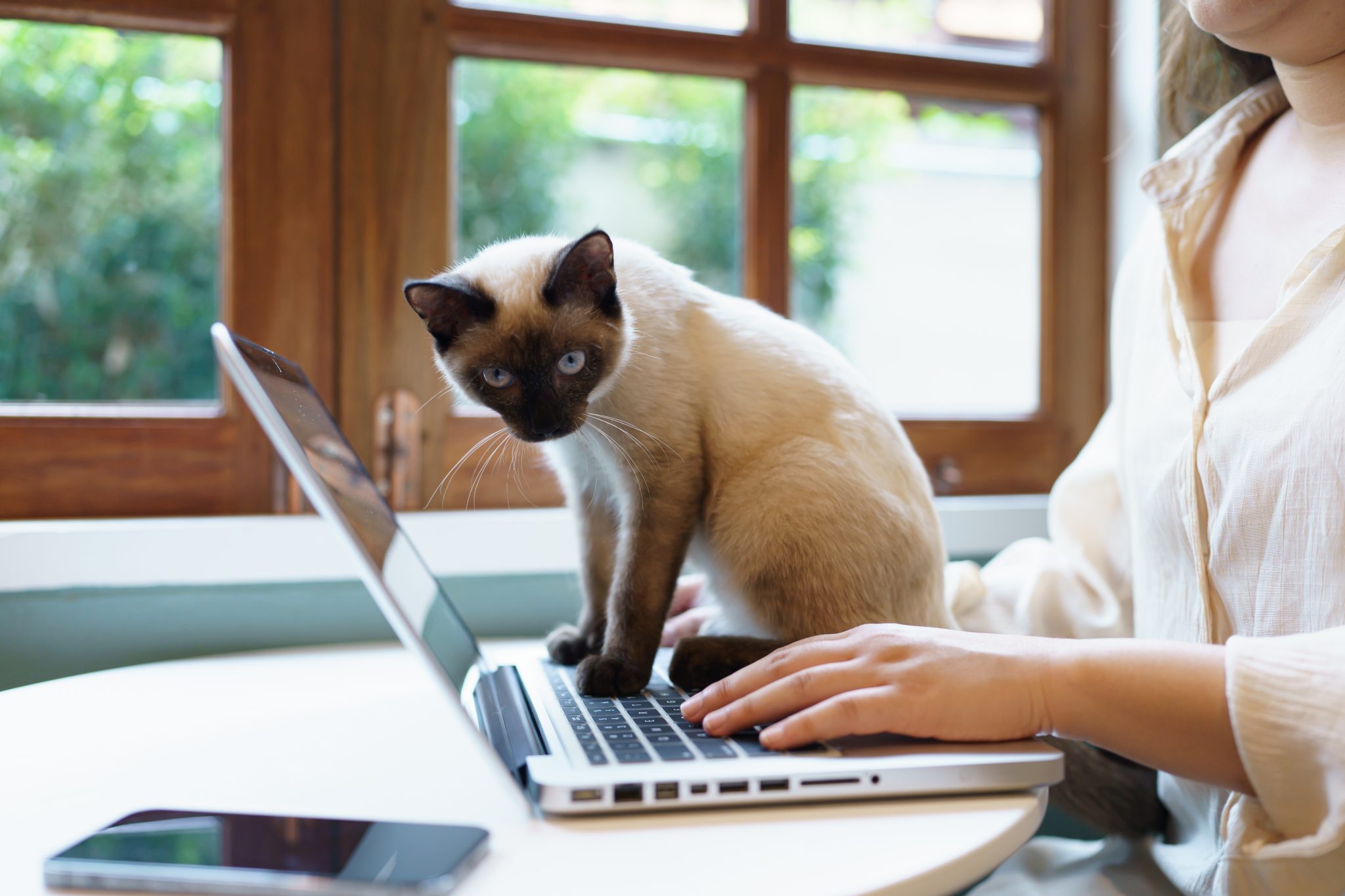 Animals cat acting like a human. Cat working at Laptop with siamese cat