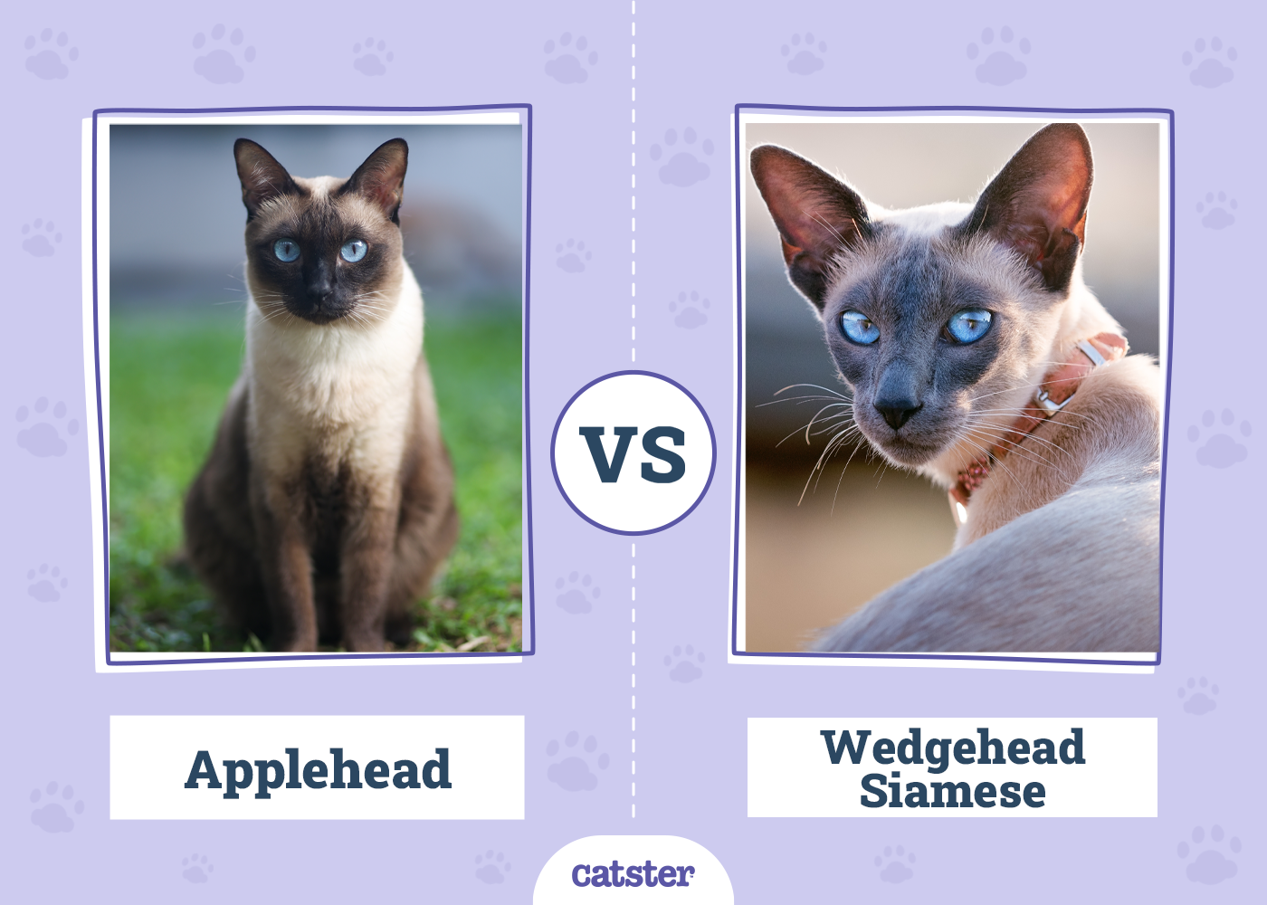 Applehead vs. Wedgehead Siamese: Key Differences (With Info & Pictures)