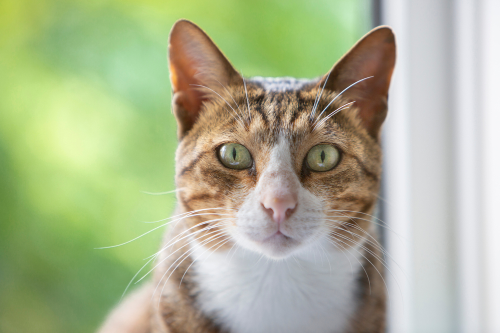 Arabian Mau Cat Breed Info: Pictures, Temperament & Traits