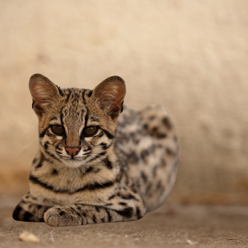 Ashera Cat Breed: Info, Pictures, Traits, Facts & More