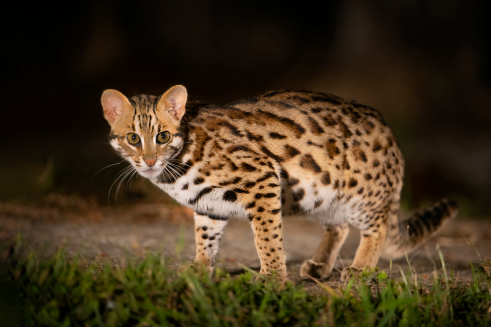 Asian Leopard Cat
