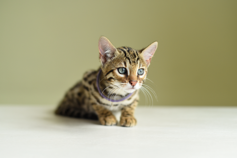 When Can Kittens Leave Their Mom? Vet-Verified Facts & FAQ