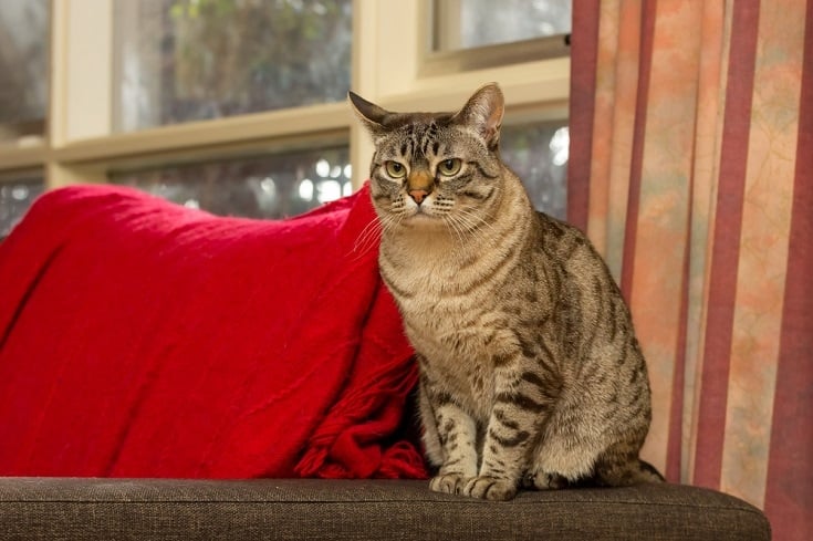 Australian Mist Cat Breed Info: Pictures, Temperament & Traits