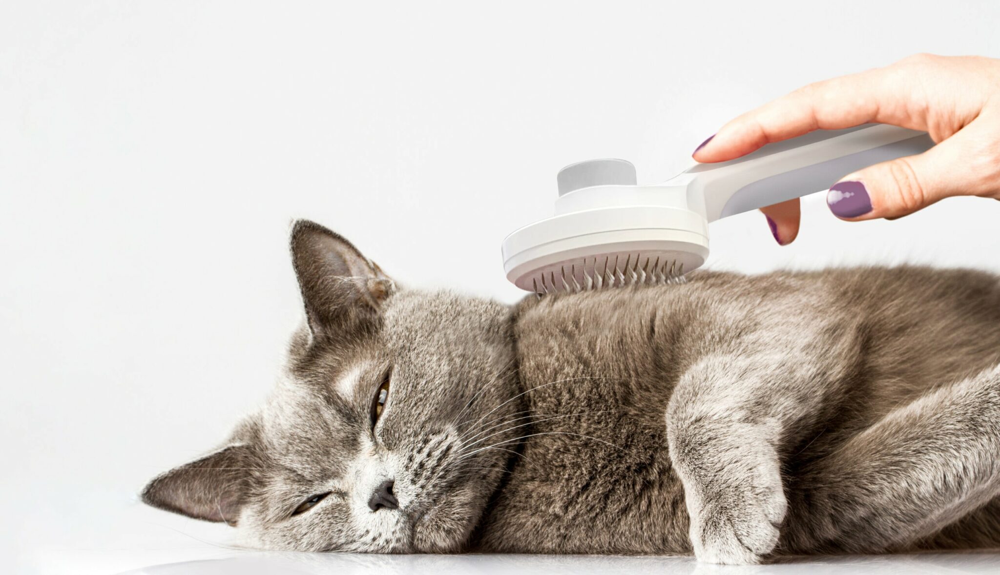 9 Best Brushes for Short-Haired Cats of 2026 - Reviews & Top Picks
