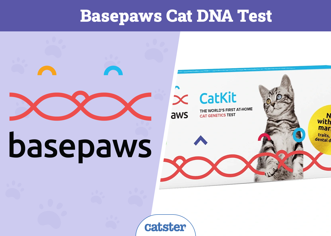 Basepaws Cat DNA Test Review: Pros, Cons, FAQ & Verdict