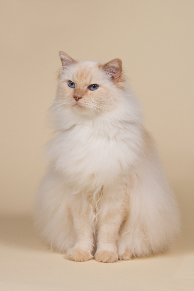 Beautiful Cream point Ragdoll
