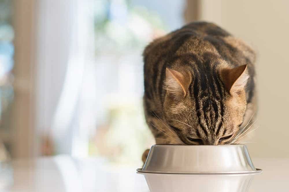 10 Best Diabetic Cat Foods in Australia in 2026: Reviews & Top Picks