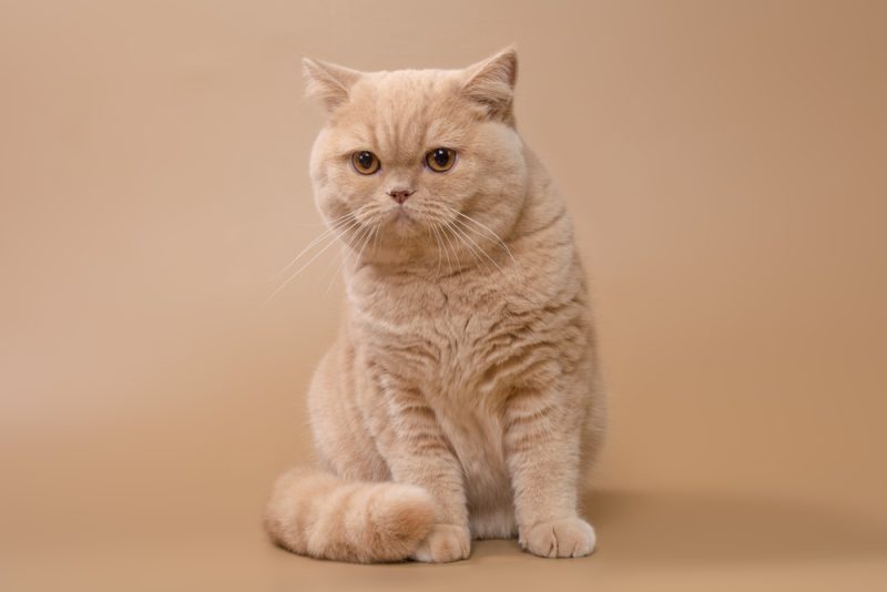 Beautiful large british shorthair cream female cat