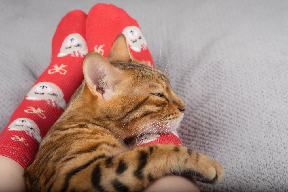 Why Does My Cat Sleep at My Feet? 6 Vet-Reviewed Reasons Behind This Behavior