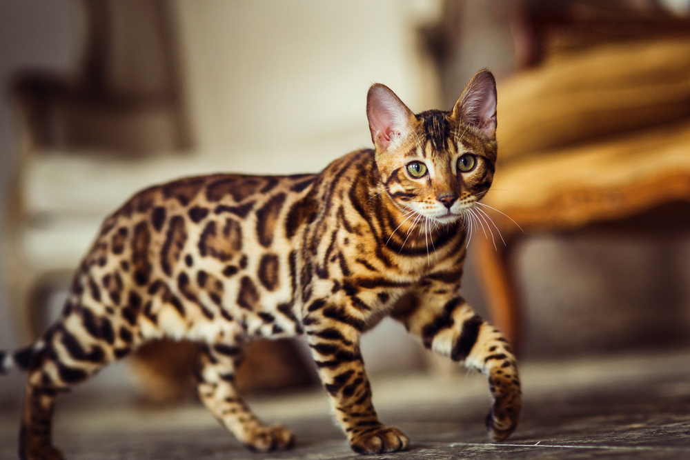 Cat Ear Communication: Ear Positions & Vet-Verified Meanings