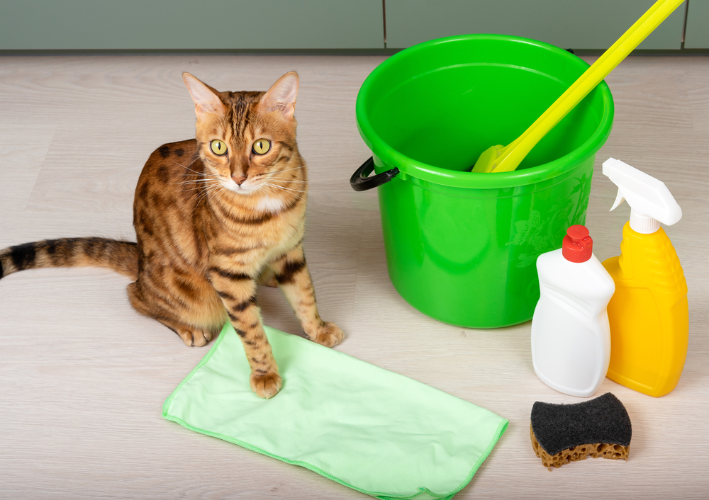 How to Keep a House Clean With Cats: 7 Expert Tips