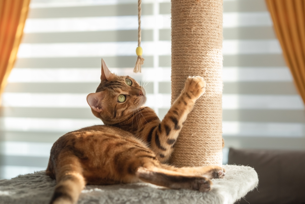 10 Best Scratching Posts for Kittens in 2026 – Reviews & Top Picks