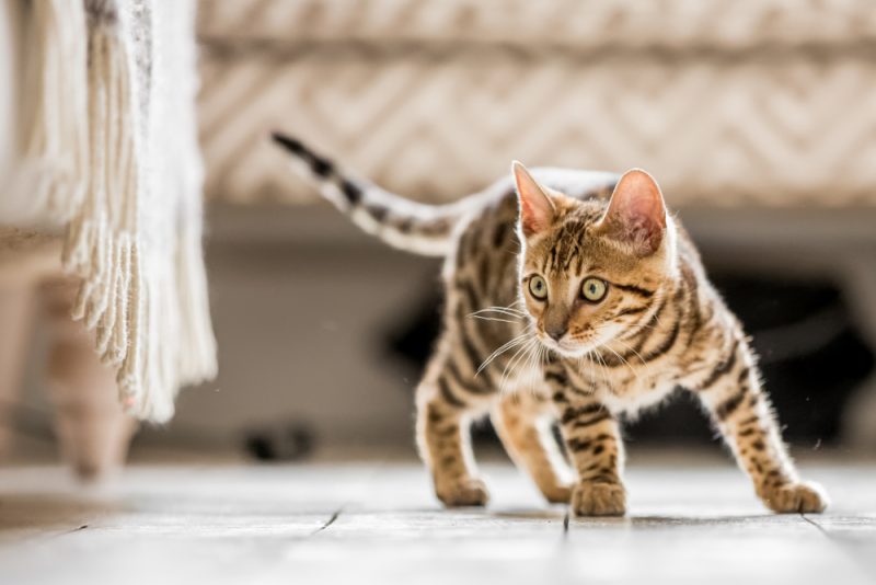 10 Most Vocal Cat Breeds (With Info & Pictures)
