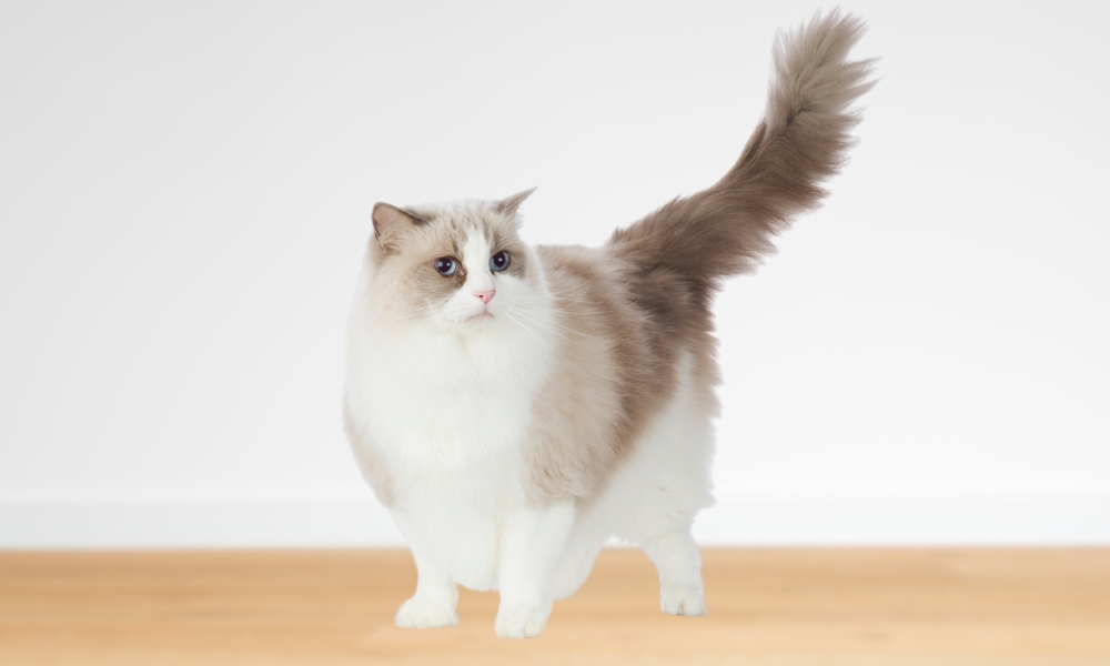Bi-Color pattern Ragdoll cat