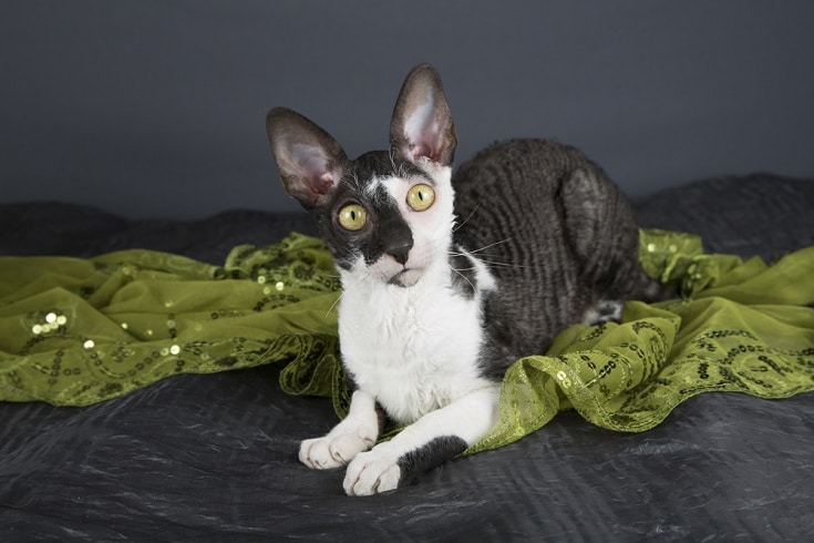 6 Types of Cornish Rex Cats: Colors, Breeds & Patterns (With Info & Pictures, Vet-Reviewed)