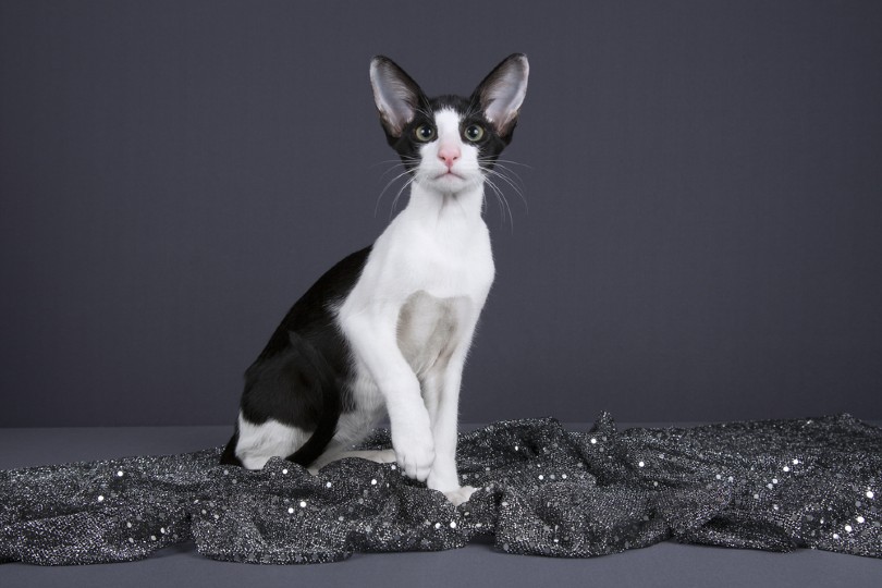 Oriental Bicolor Breed Info: Pictures, Facts & Traits
