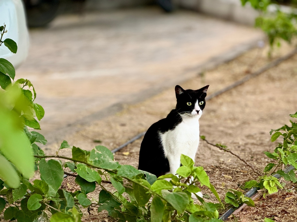 Bicolor-cat-American-shorthair-in-the-garden