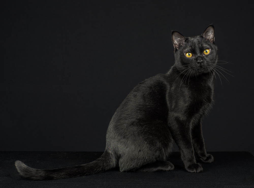 Black Burmese Cat: Info, Pictures, Facts & History