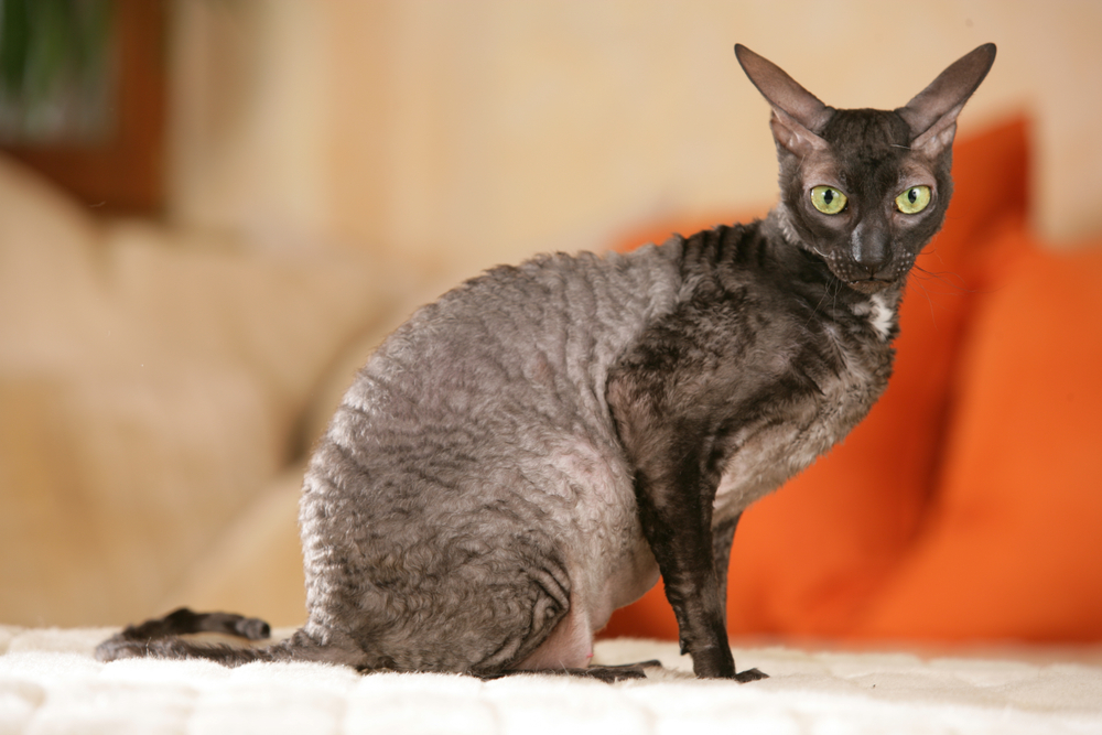 10 Vet-Verified Cornish Rex Facts That Cat Lovers Should Know