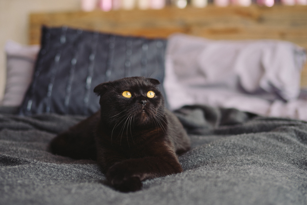 Black&nbsp;Scottish Fold