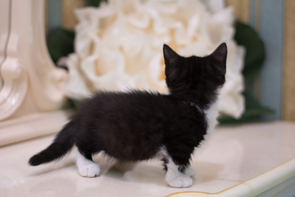 Black and white Munchkin kitten on the floor