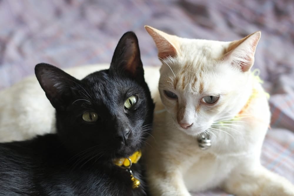 Will a Male Cat Mate With a Female if She’s Not in Heat? Vet-Reviewed Feline Behavior Explanation