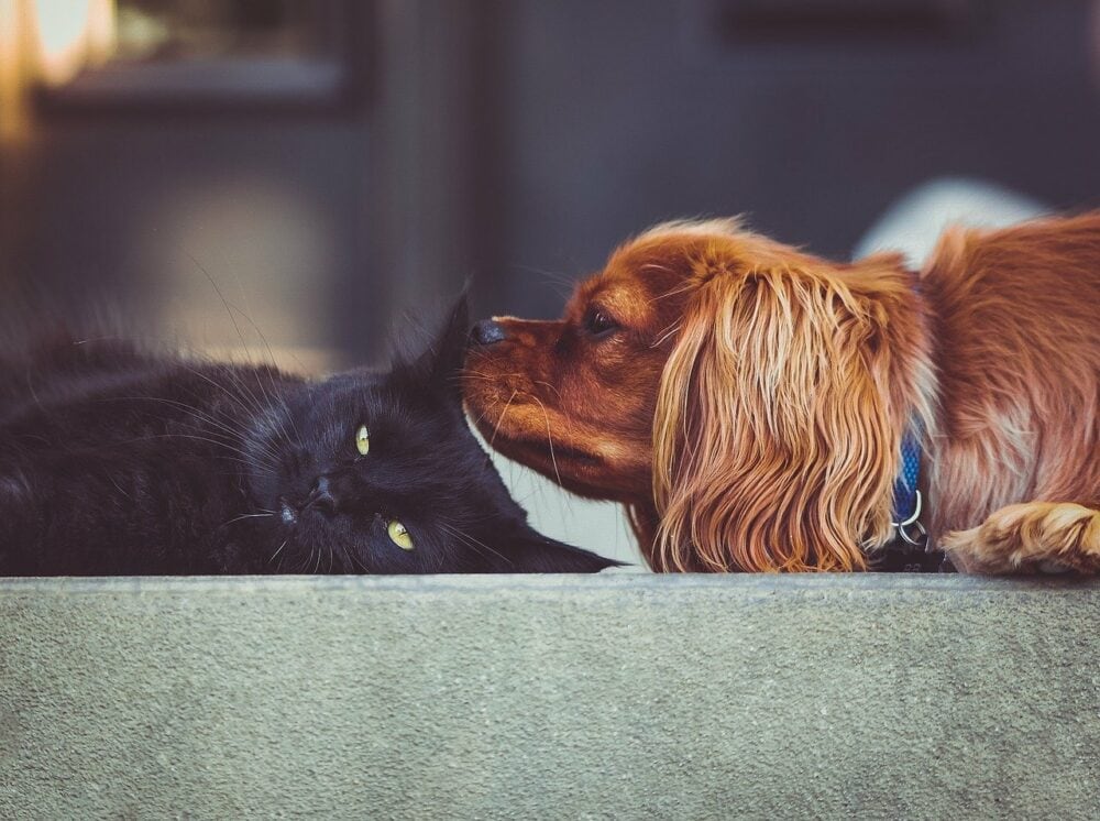 Can Dogs Be Allergic to Cats? Our Vet Answers