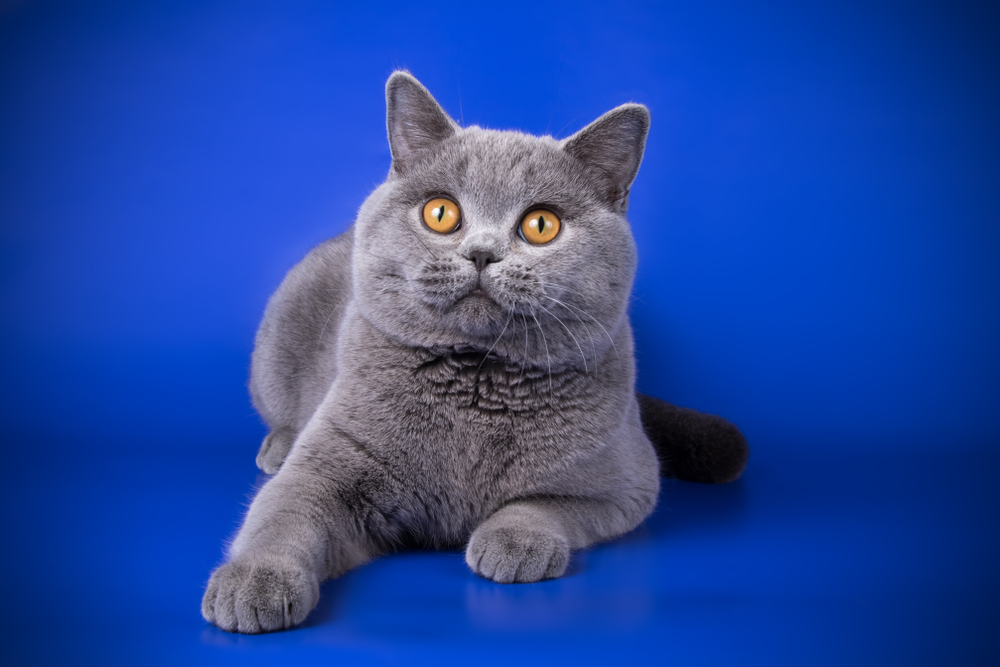 What Kind of Cat Is the I Can Has Cheezburger Cat? Meme Felines