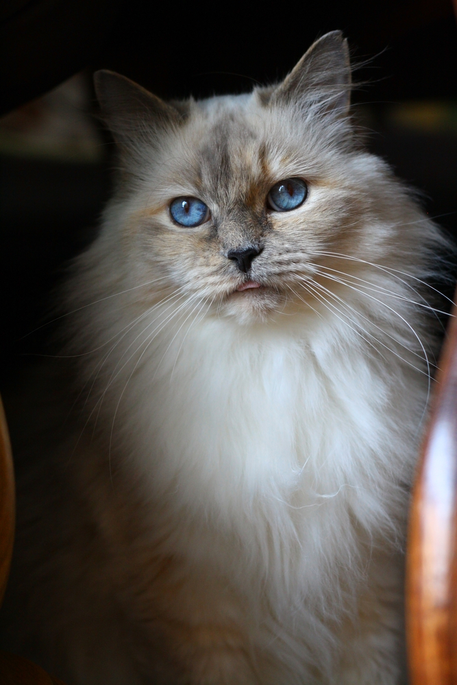 Blue Cream lynx point Ragdoll cat