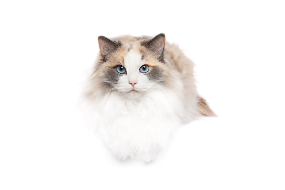 Blue Cream point Ragdoll cat