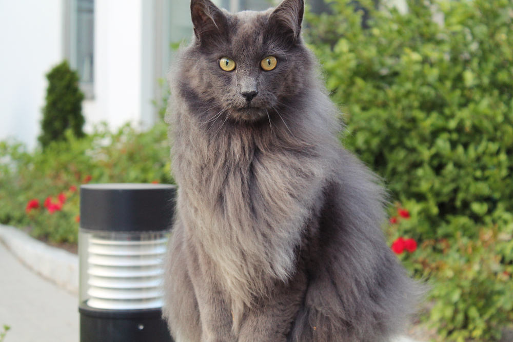20 Long Haired Cat Breeds: Info, Pictures & Facts