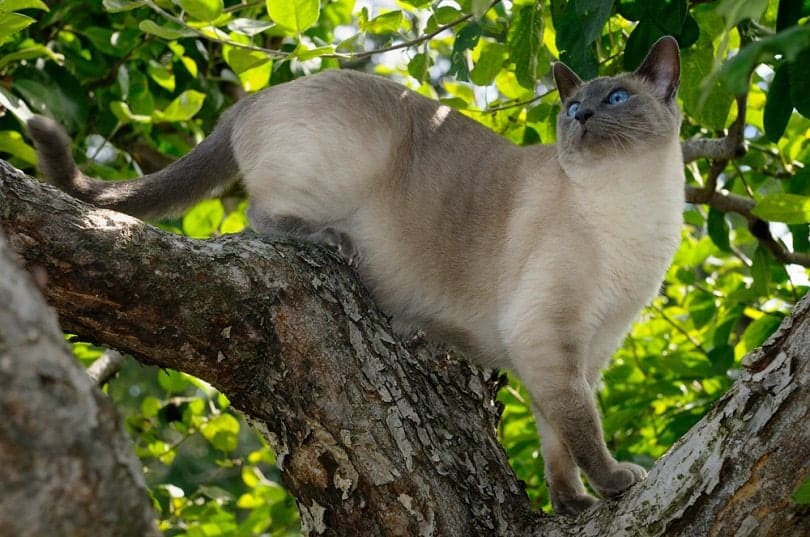 How Far Can Cats Fall Without Hurting Themselves? What Science Says