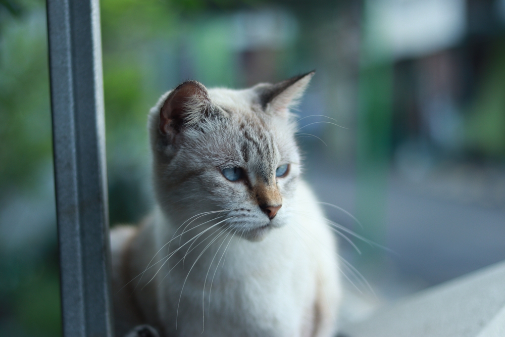 Blue-eyed cats or Ojos Azules