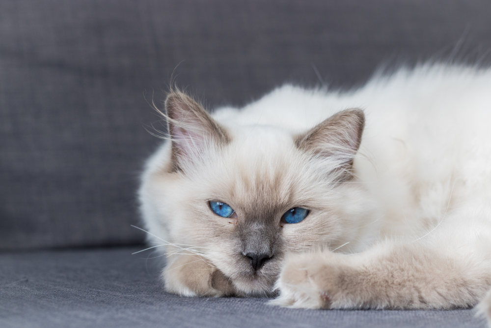 Blue point ragdoll