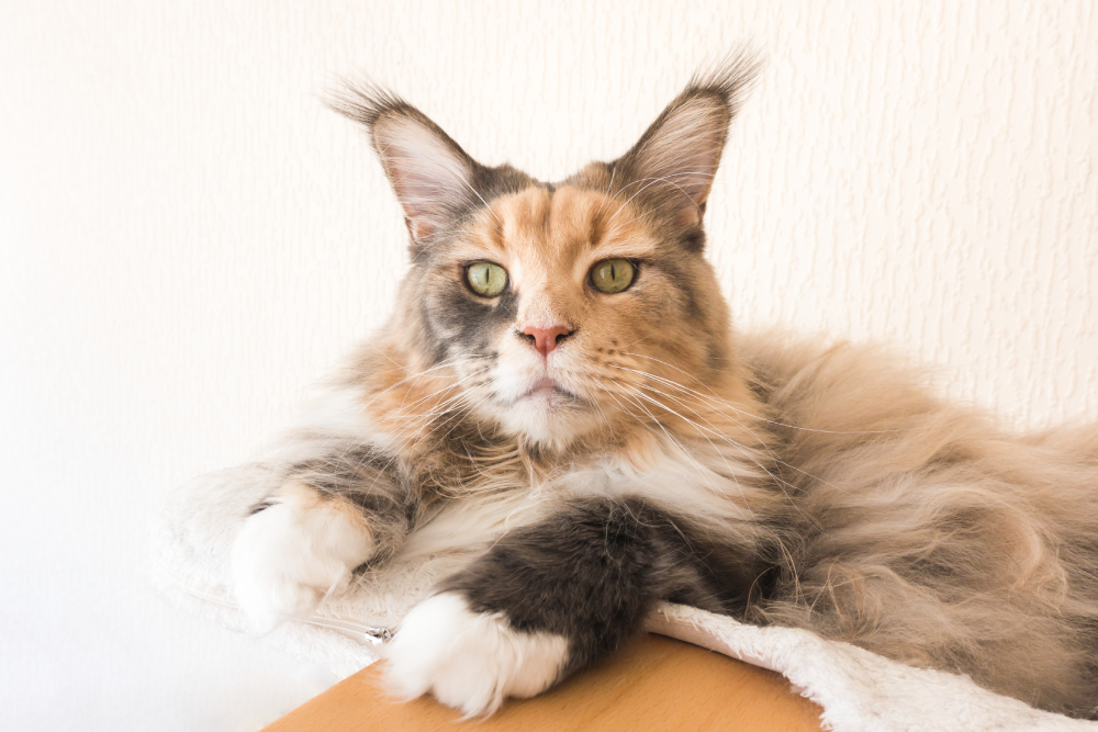 13 Cat Breeds With Ear Tufts (With Info & Pictures)