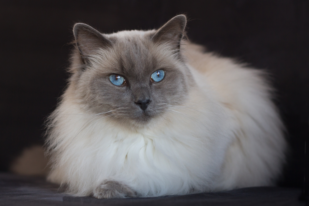 Bluepoint Ragdoll cat on dark background